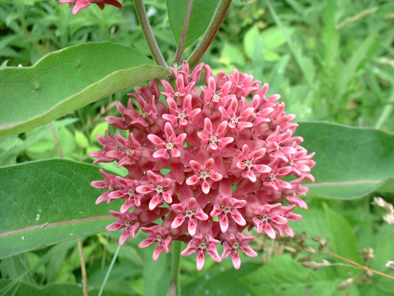 Asclepias purpurascens